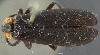 Media type: image;   Entomology 2769 Aspect: habitus dorsal view
